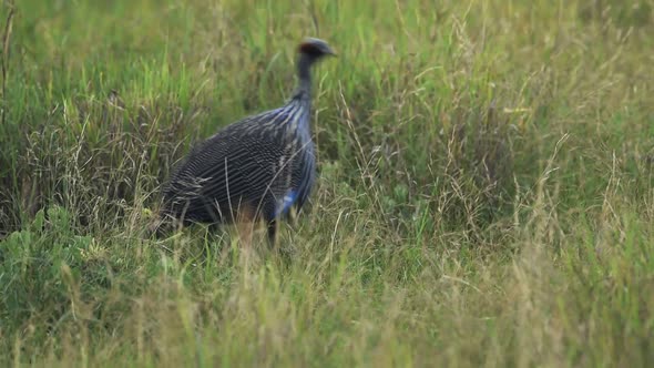 Vulturine Guineafowl Walking On The Grassland In El Karama Lodge, Kenya.- medium shot alt