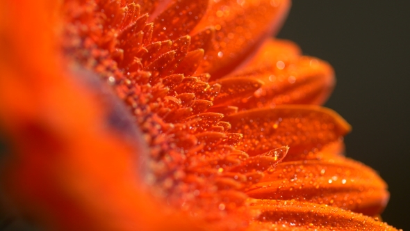 Beautiful Sunny Flower Orange Gerbera