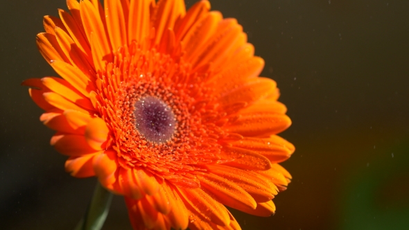 Beautiful Sunny Flower Orange Gerbera