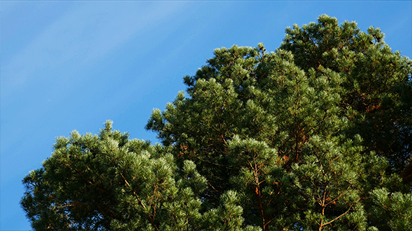 Pine Tree Against the Blue Sky and Clouds
