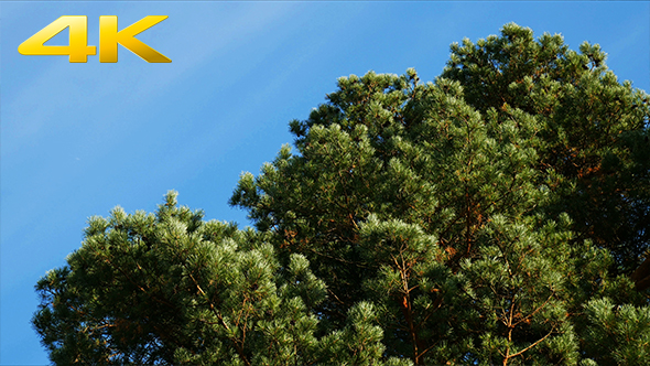 Pine Tree Against the Blue Sky and Clouds 4K