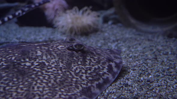 Closeup of thorny skate stingray hiding at seabed with corals in background alt