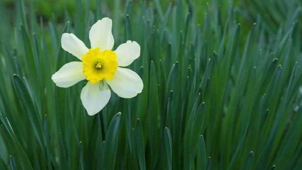 Spring Yellow Flowering Narcissuses On A Green Grass alt