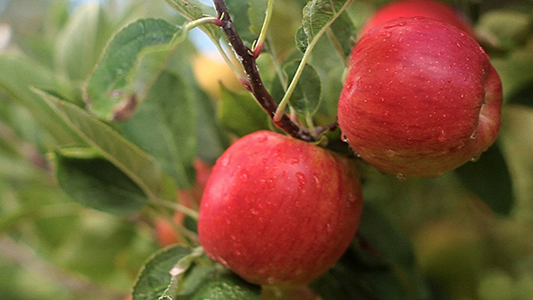 Fresh Apples On an Apple Tree