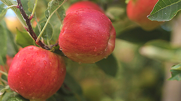 Fresh Apples On an Apple Tree 2