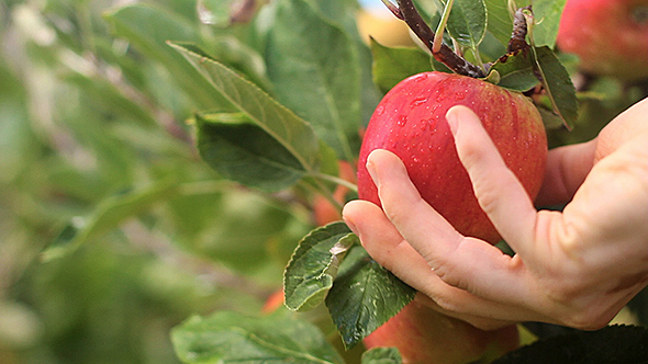 Picking a Fresh Apple from an Apple Tree