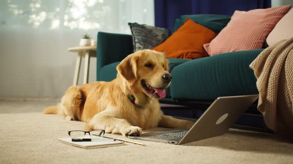 Golden Retriever Lying on Floor and Looking at Laptop Screen in Living Room alt