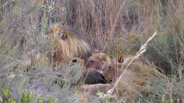 Lions eating from a wildebeest  alt