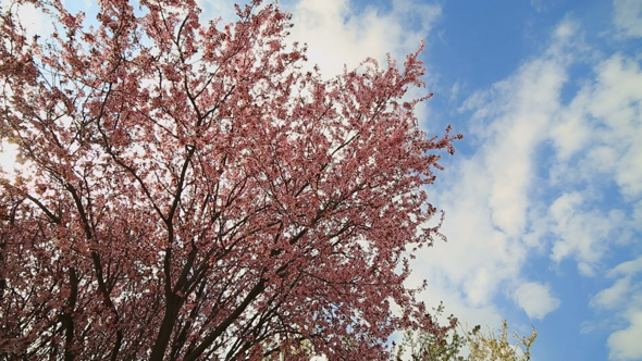 Flowering Tree  and Cloudy Blue Sky alt