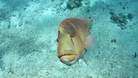 Napoleon Fish On Coral Reef
