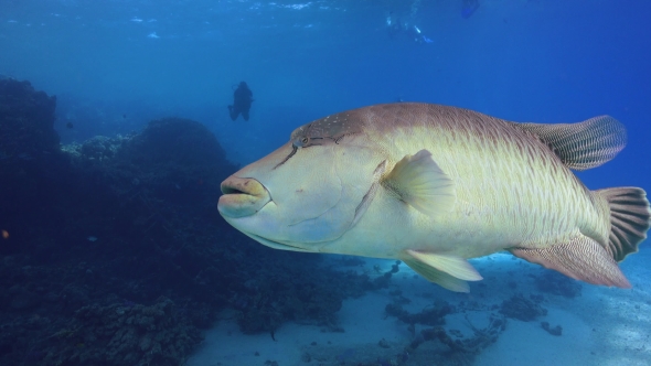 Napoleon Fish On Coral Reef