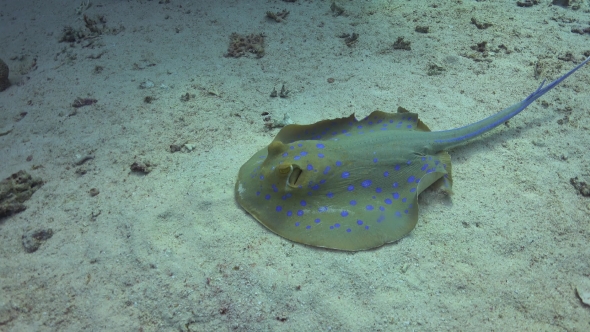 Blue Spotted Stingray On Coral Reef