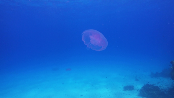 Beautiful Jellyfish Floating Among Coral Reef