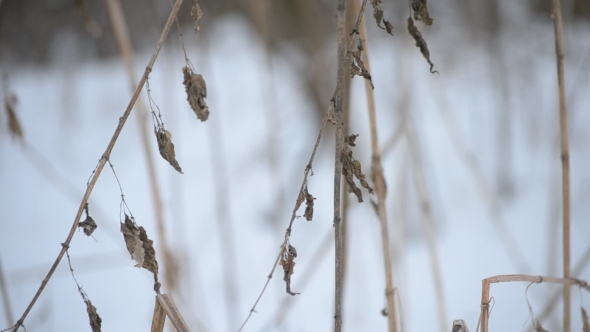 Dry Stems Of Stinging Nettle Stirred By Wind On Snow Background