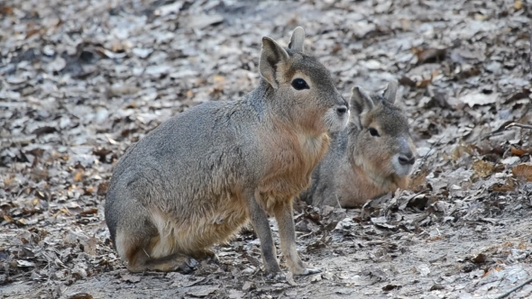 Dolichotis Patagonum. Patagonian Mara Sitting Down And Waiting