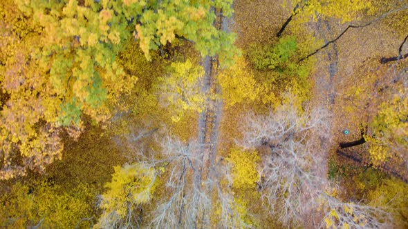 Aerial railway line in vivid yellow autumn forest