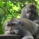 Macaques Resting and Grooming in a Park - VideoHive Item for Sale