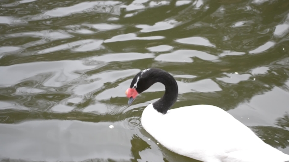 Cygnus Melancoryphus. Beautiful Black Necked Swan In a Pond