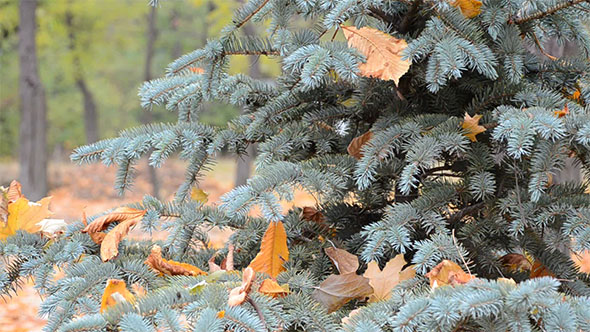 Fallen Yellow Leaves on Spruce