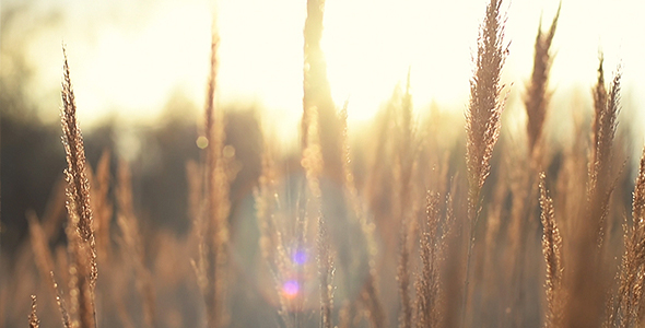 Golden Backlighting Spring Spikes 