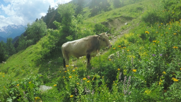 Cow In Mountains Summer