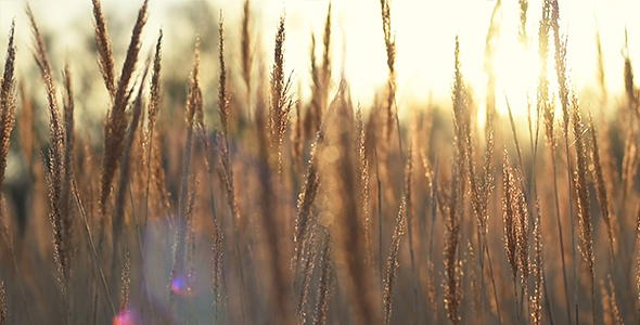 Golden Backlighting Spikes