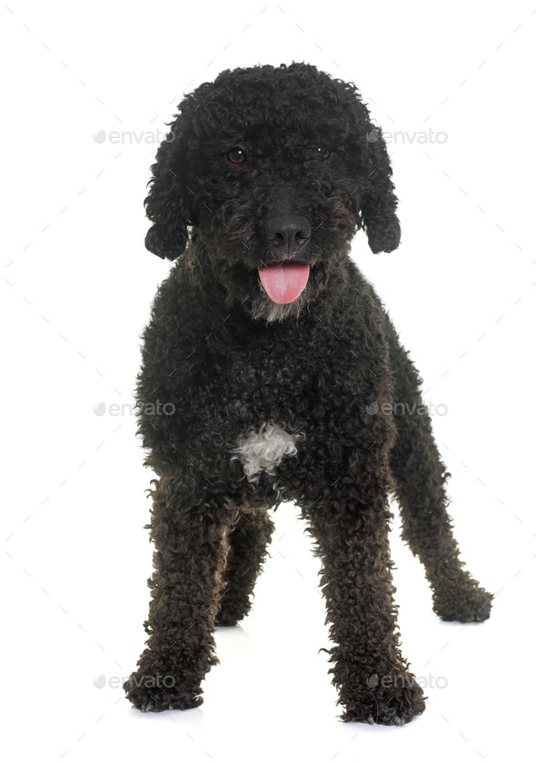 black spanish water dog