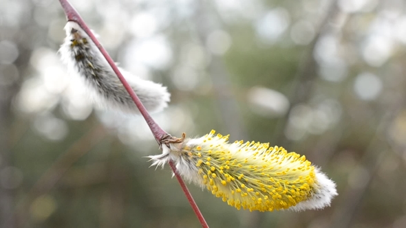 Blooming Willow Catkin On a Twig