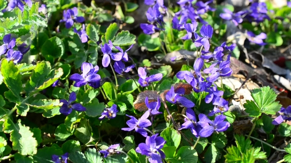 Violet Flowers With Bees And Other Insects On Spring Meadow