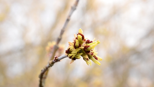 Opening Buds Of Box Elder Tree Swaying In Wind