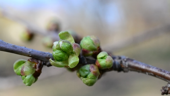 Cerasus Avium. Cherry Flower Buds Ready To Unfold