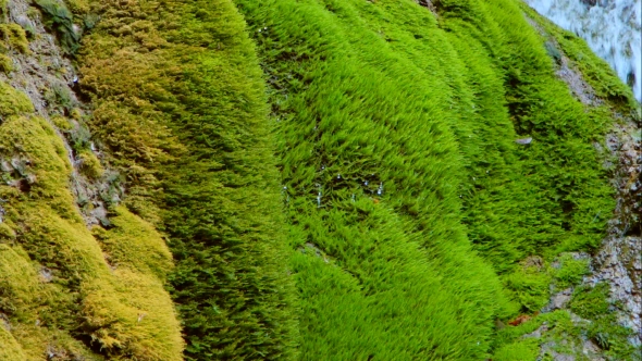 Drops Of Waterfall Flowing In Moss On Cliff