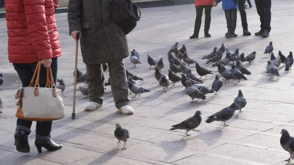 Feet Of Old Man With Walking Stick Feeding Pigeons