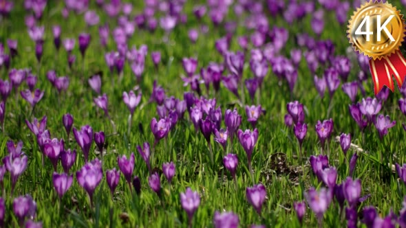 Field Blooming With Violet Crocuses, Spring