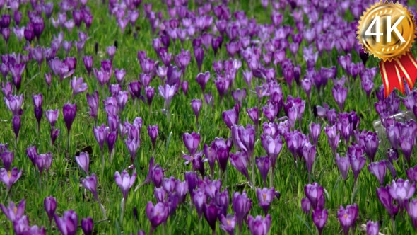 Crocus is a Genus of Flowering Plants in the Iris