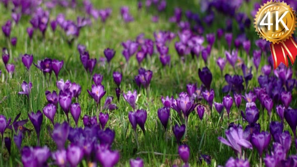 Field of Blooming Crocuses in the Mountains