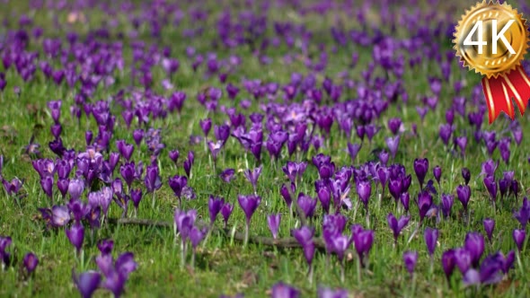 Crocus is a Genus of Flowering Plants in the Iris