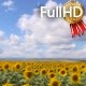 Field of Blooming Sunflowers on a Background of - VideoHive Item for Sale