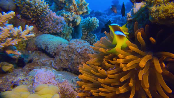 underwater red anemone and