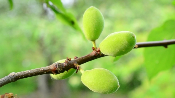 Unripe Green Apricot Tree Fruits Blown By Wind 