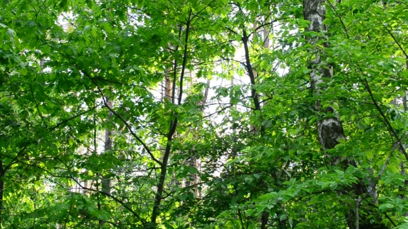 Lush Green Foliage In Forest Gently Swaying In Wind In Sunny Day