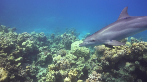 Dolphins Swims Near Divers