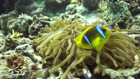 Clown Anemonefish On Coral Reef