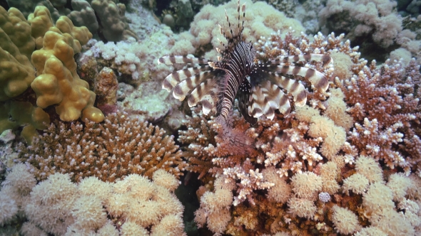 African Lionfish On Coral Reef