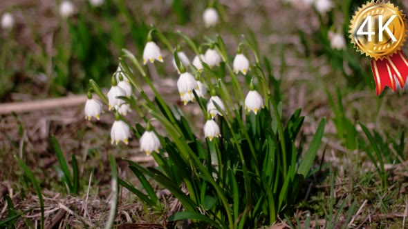 Bloomings Snowdrops in Early Spring alt