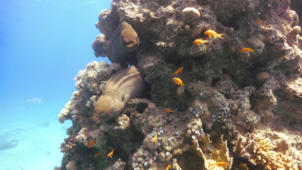 Two Murena On Coral Reef