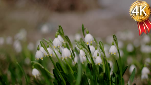 Bloomings Snowdrops in Early Spring Close alt