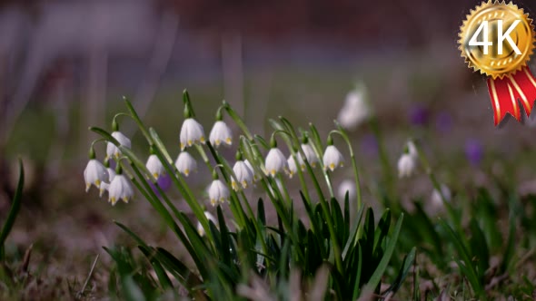 View of Bloomings Snowdrops in Early Spring