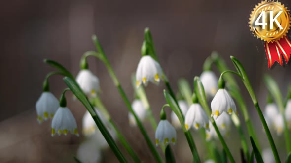 View of Bloomings Snowdrops in Spring