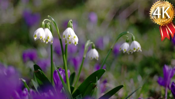 Spring Snowflake Flowers, Leucojum Vernum